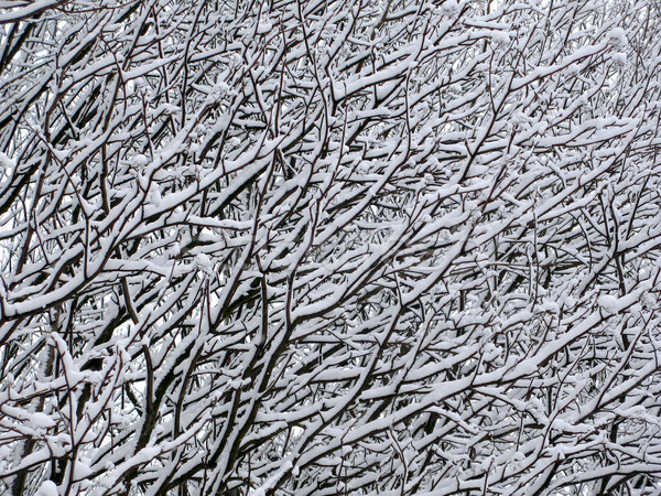 winter twigs Stock photo © martin33