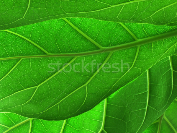 green leaves Stock photo © martin33