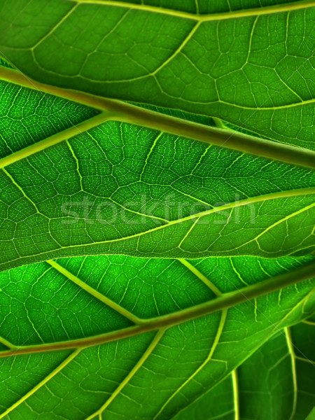 green leaves Stock photo © martin33