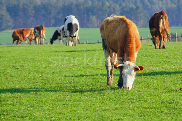 Krów na zewnątrz trawy krajobraz dziedzinie Zdjęcia stock © martin33