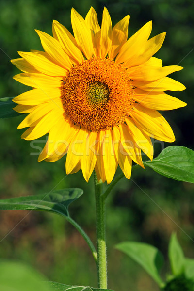 Słonecznika kwiat charakter liści zielone złota Zdjęcia stock © martin33