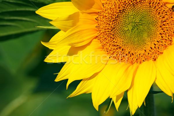 Napraforgó virág természet levél nyár zöld Stock fotó © martin33