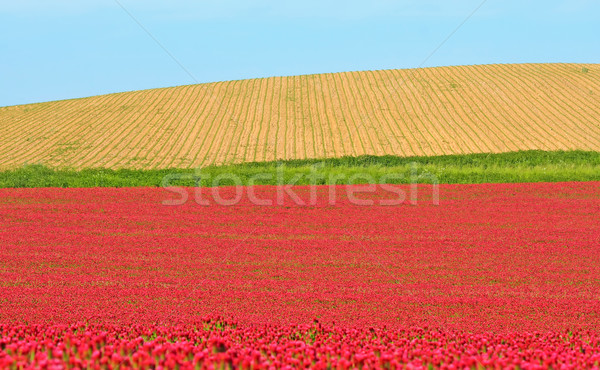 Czerwony koniczyna dziedzinie wiosną trawy lata Zdjęcia stock © martin33