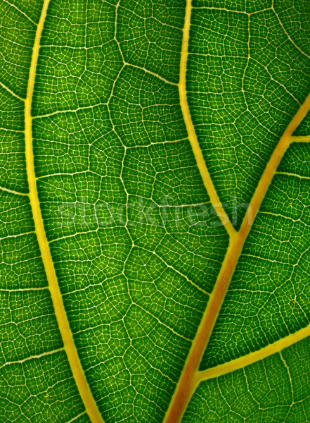 leaf detail Stock photo © martin33