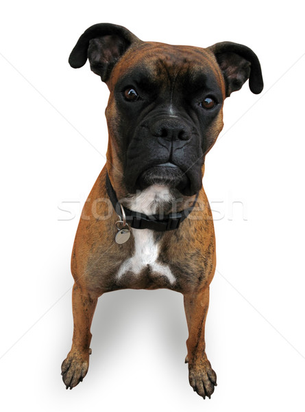 Boxeador cão cara fundo branco animal de estimação Foto stock © martin33