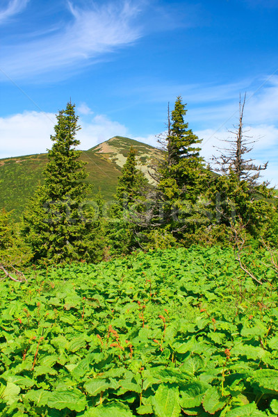 Stockfoto: Berg · landschap · Slowakije · boom · wolken · groene