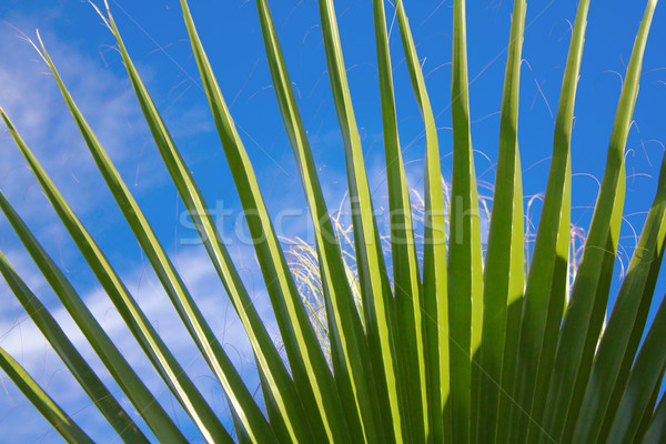 Liści palmowych tle lata roślin tropikalnych cień Zdjęcia stock © martin33