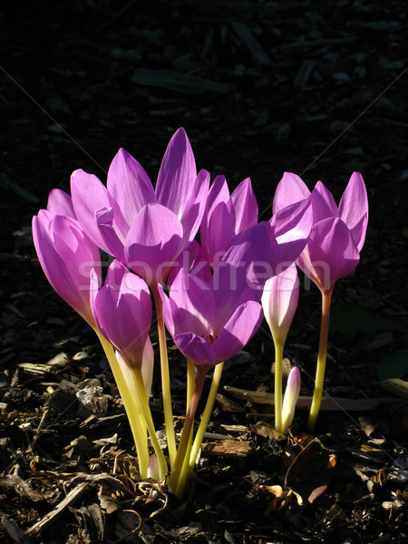 Stock photo: violet flowers