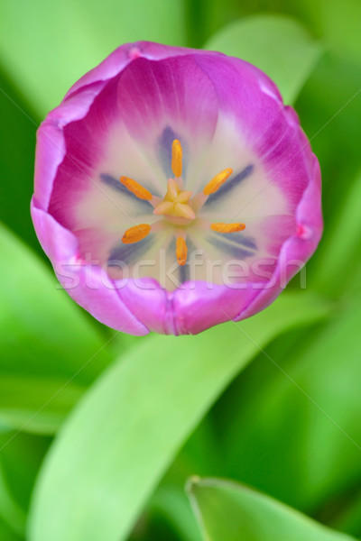 Ibolya tulipán tavasz levelek ajándék virágcsokor Stock fotó © martin33