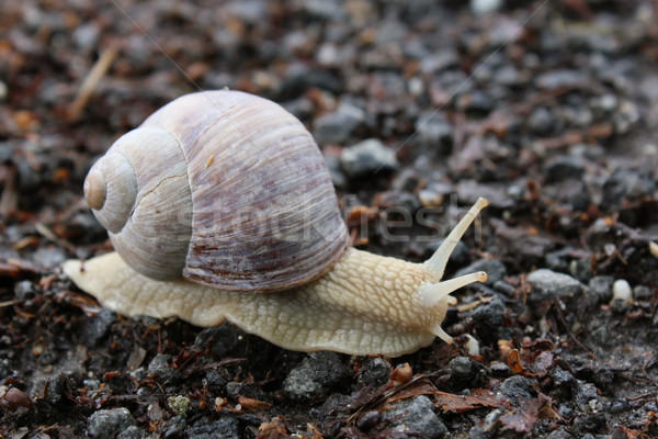 snail Stock photo © martin33