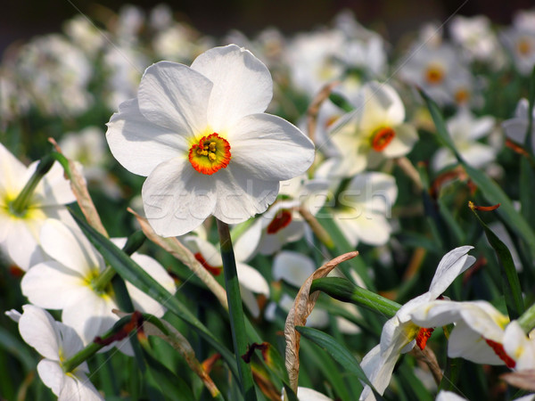 Fehér nárcisz virág tavasz természet levél Stock fotó © martin33