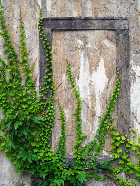 old wall with ivy Stock photo © martin33