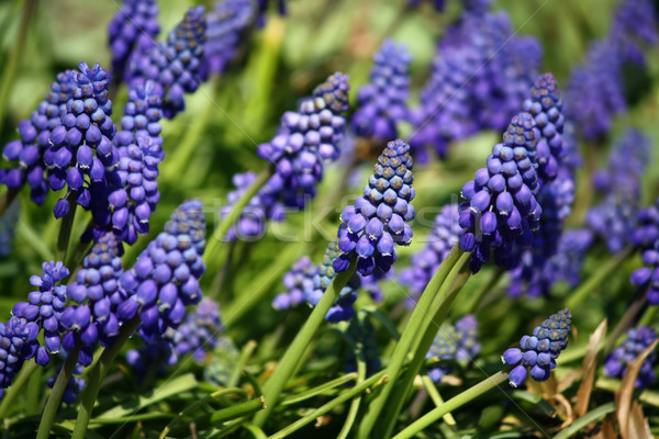 Niebieski kwiaty hiacynt piękna winogron piękna Zdjęcia stock © martin33