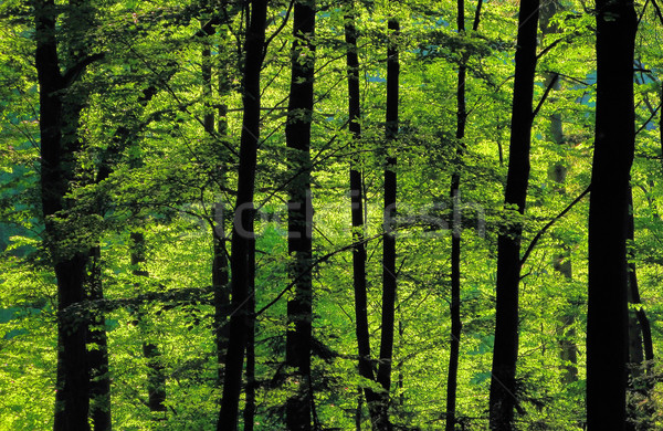 summer forest Stock photo © martin33