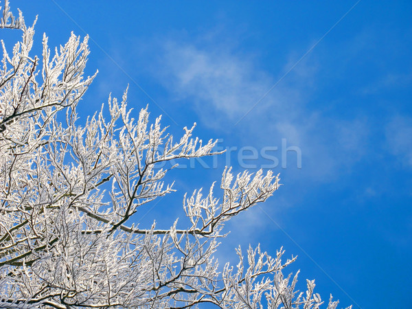 winter tree Stock photo © martin33