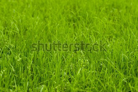 green grass Stock photo © marylooo
