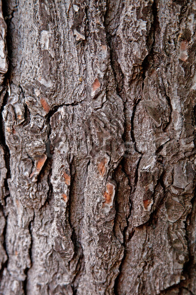 Eski ağaç doku model ahşap soyut Stok fotoğraf © marylooo