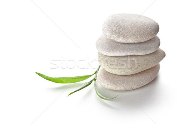 石頭 綠葉 孤立 白 草 性質 商業照片 © marylooo