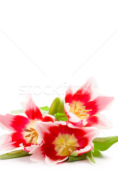 Drie roze tulpen witte bloem blad Stockfoto © marylooo