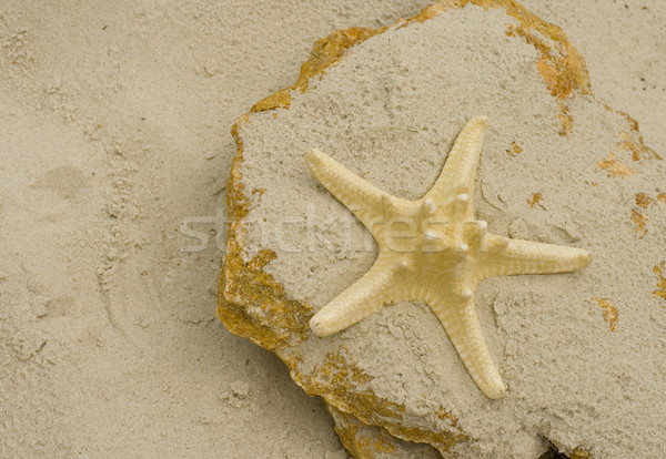 Zeester steen groot natuur zee zomer Stockfoto © marylooo