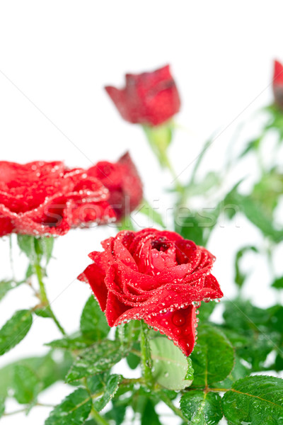 red roses with water drops Stock photo © marylooo