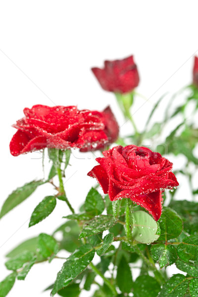 red roses with water drops  Stock photo © marylooo