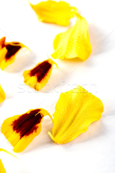 marigold flowers petals Stock photo © marylooo