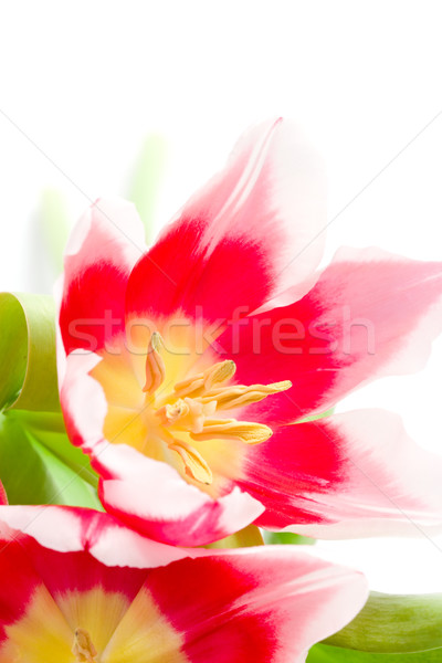 Rózsaszín tulipánok közelkép fehér virág levél Stock fotó © marylooo