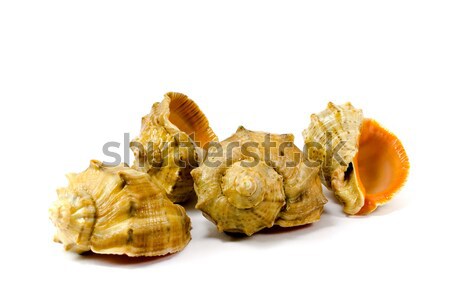 Stock photo: four cockleshells