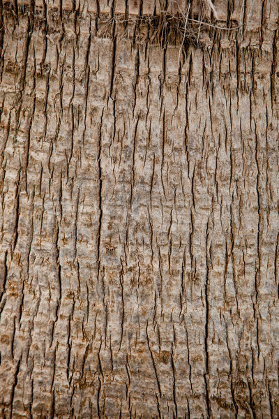 Alten Palme Textur Muster Baum Holz Stock foto © marylooo