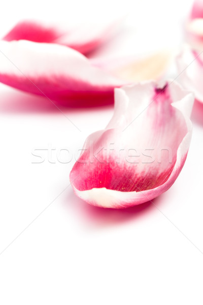 Rózsaszín tulipán szirmok közelkép fehér virág Stock fotó © marylooo