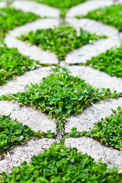 stone block walk path in the park with green grass Stock photo © marylooo