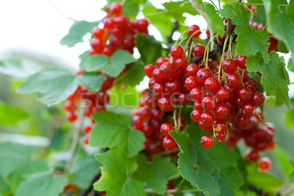 berries of red currant Stock photo © marylooo