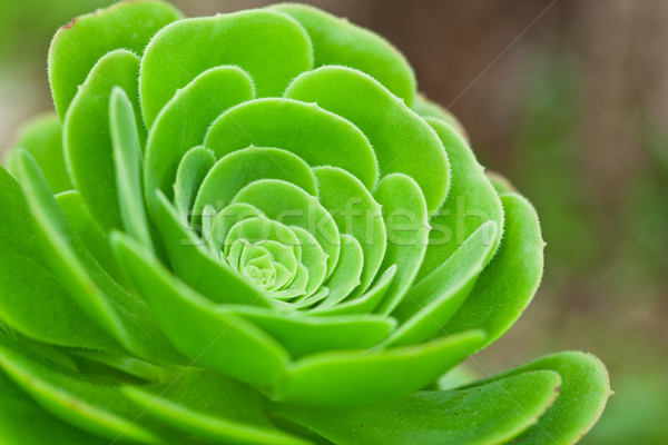 succulent plant Stock photo © marylooo