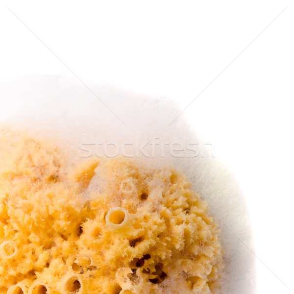 Stock photo: natural sponge with soap foam