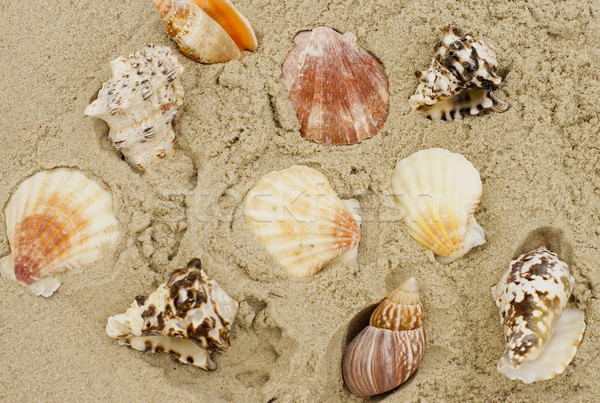 Schelpen zand strand achtergrond shell mooie Stockfoto © marylooo