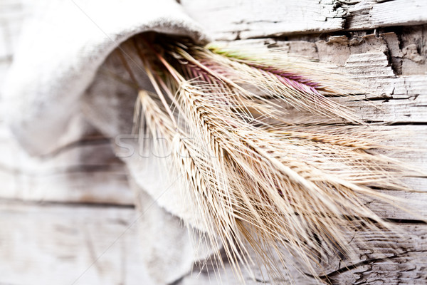 wheat ears  Stock photo © marylooo