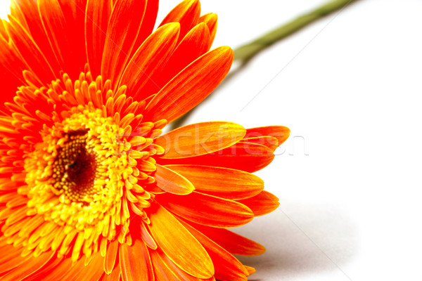Orange flower Stock photo © marylooo