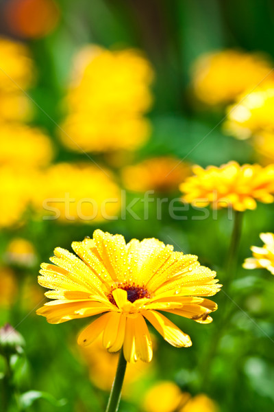 Stock photo: yellow gerber flower with water drops 