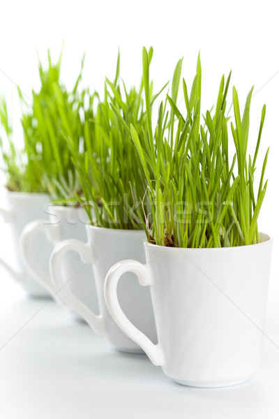 Yeşil ot kahve fincanları taze beyaz bahar Stok fotoğraf © marylooo