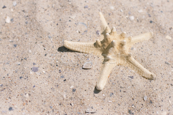 starfish Stock photo © marylooo