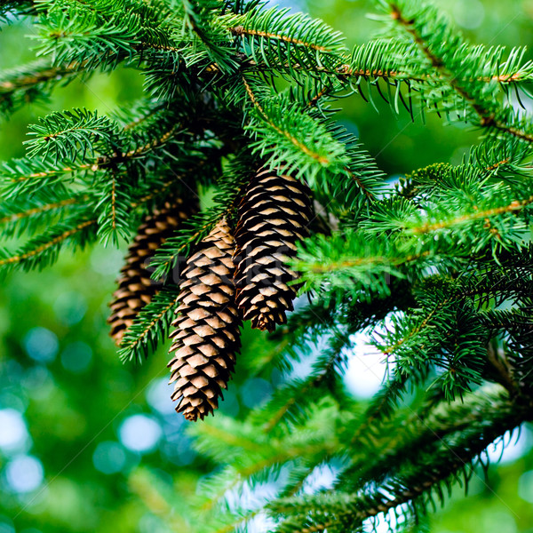 Hängen Niederlassungen immergrün Baum Holz Natur Stock foto © marylooo