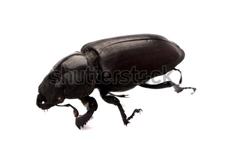 black bug Stock photo © marylooo