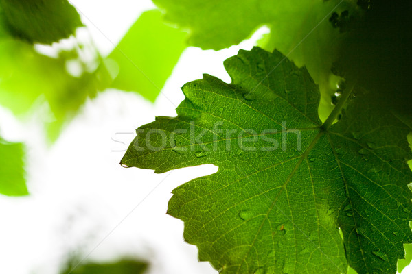 Umed frunze verde pădure grădină vară Imagine de stoc © marylooo
