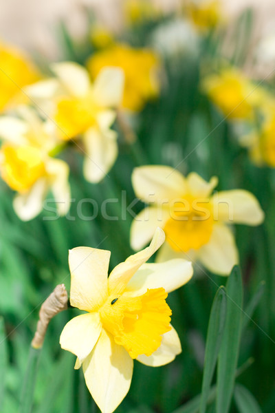 yellow narcissuses Stock photo © marylooo
