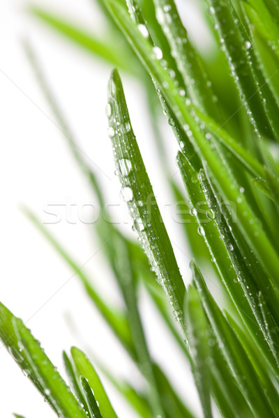 Wet Gras Textur Frühling Licht Stock foto © marylooo