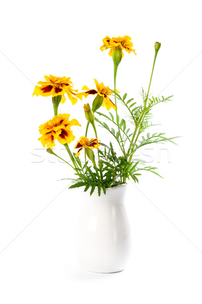 marigold flowers in vase  Stock photo © marylooo