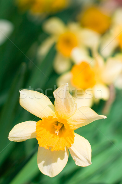 yellow narcissuses Stock photo © marylooo