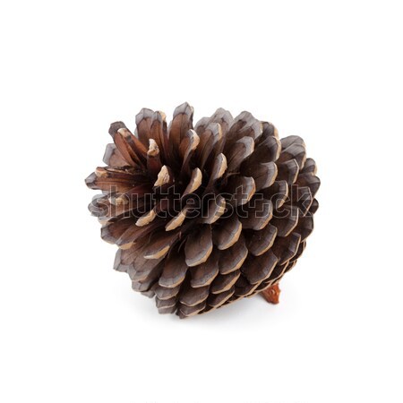 pine cone Stock photo © marylooo