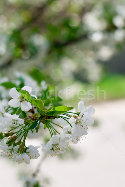 Floare copac natural primăvară măr frunze Imagine de stoc © marylooo